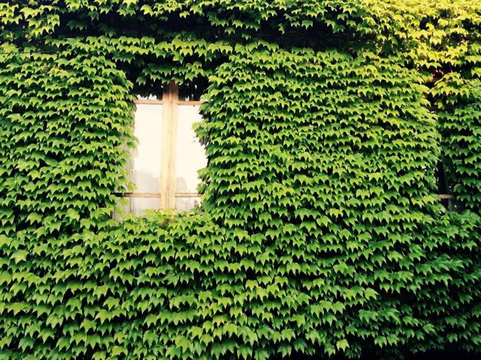 Green House Hotel Lagodehi Exterior foto